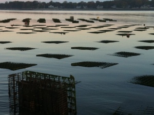 Powder Point oyster beds